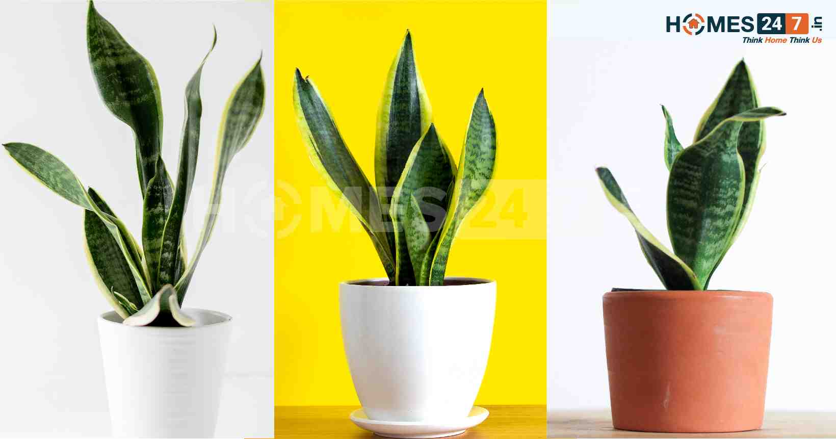 Benefits of Snake Plant | Homes247.in